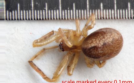 Arthropoda; Arachnida; Araneae; Theridiidae; Anelosimus studiosus