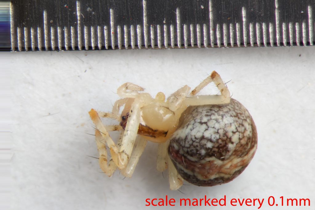 Arthropoda; Arachnida; Araneae; Theridiidae; Theridion