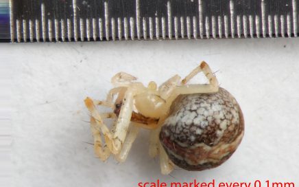 Arthropoda; Arachnida; Araneae; Theridiidae; Theridion