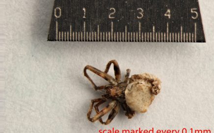 Arthropoda; Arachnida; Araneae; Araneidae; Eustala californiensis