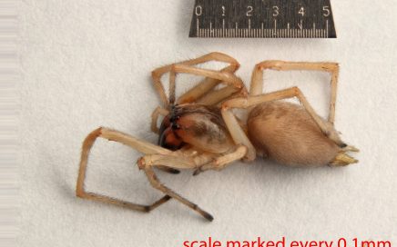 Arthropoda; Arachnida; Araneae; Araneidae; Eustala californiensis