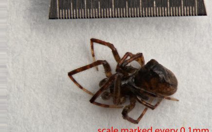 Arthropoda; Arachnida; Araneae; Theridiidae; Anelosimus studiosus