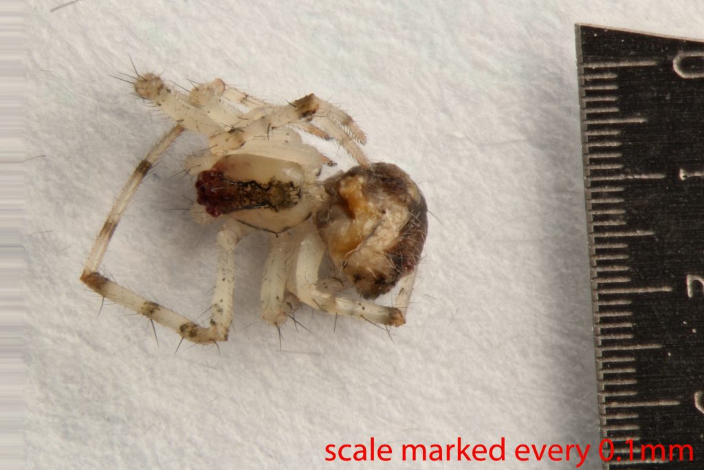 Arthropoda; Arachnida; Araneae; Theridiidae; Theridion