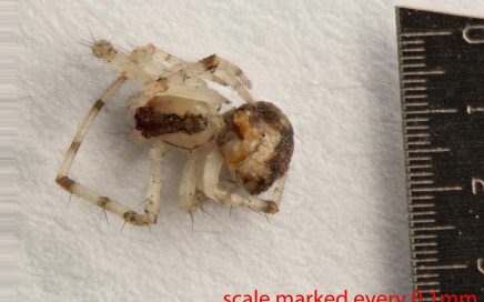 Arthropoda; Arachnida; Araneae; Theridiidae; Theridion