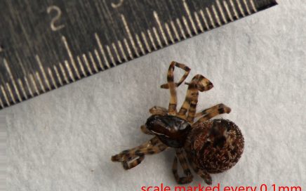 Arthropoda; Arachnida; Araneae; Dictynidae; Emblyna oregona