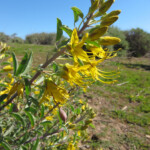<i>Peritoma arborea</i>
(bladderpod)
