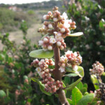 <i>Rhus integrifolia</i> (lemonade berry)
