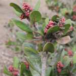 <i>Rhus integrifolia</i> (lemonade berry)