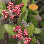 <i>Rhus integrifolia</i> (lemonade berry)