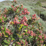 <i>Rhus integrifolia</i> (lemonade berry)