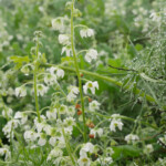 <i>Marah macrocarpa</i> (wild cucumber)