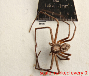 Click on the image to open a high-resolution photo in a new tab. Arthropoda; Arachnida; Araneae; Philodromidae