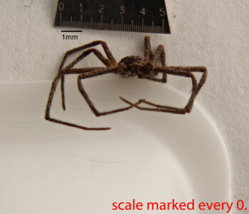 BIN-BOLD:ACY3670_Collected-19-Apr-2016