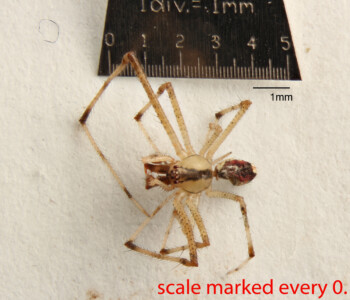Click on the image to open a high-resolution photo in a new tab. Arthropoda; Arachnida; Araneae; Theridiidae