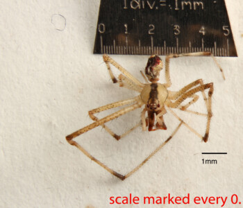 BIN-BOLD:ABA9044_Collected-19-Apr-2016