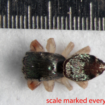 Click on the image to open a high-resolution photo in a new tab. Arthropoda; Arachnida; Araneae