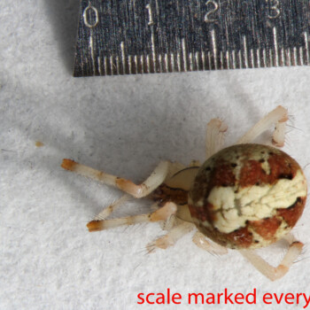 Click on the image to open a high-resolution photo in a new tab. Arthropoda; Arachnida; Araneae; Theridiidae; Theridion