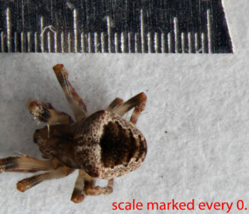 Click on the image to open a high-resolution photo in a new tab. Arthropoda; Arachnida; Araneae; Araneidae; Eustala californiensis