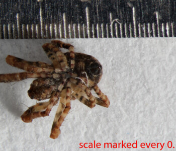 BIN-_Collected-19-Feb-2015