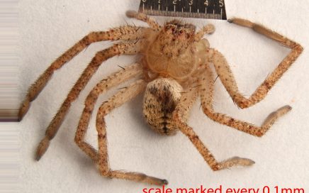 Arthropoda; Arachnida; Araneae; Sparassidae; Curicaberis peninsulanus