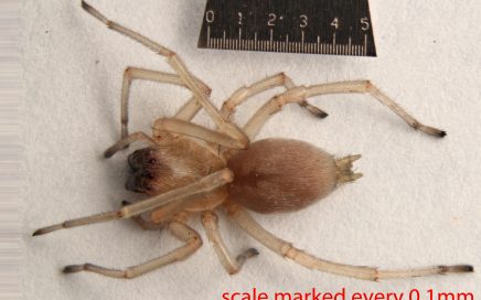 Arthropoda; Arachnida; Araneae; Eutichuridae; Cheiracanthium inclusum