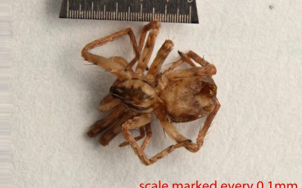 Arthropoda; Arachnida; Araneae; Anyphaenidae; Anyphaena