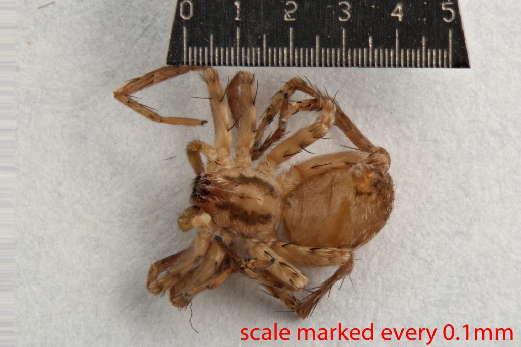 Arthropoda; Arachnida; Araneae; Anyphaenidae; Anyphaena