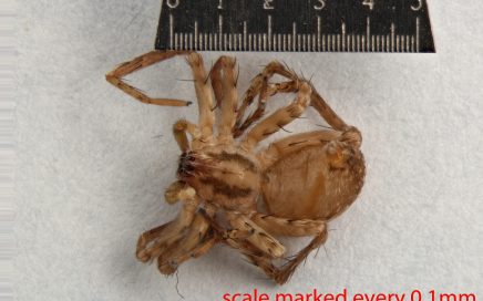 Arthropoda; Arachnida; Araneae; Anyphaenidae; Anyphaena